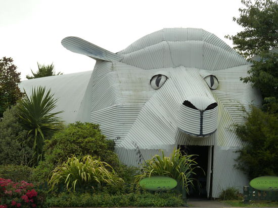 Mit diesem Schaf fing in Tirau alles an.