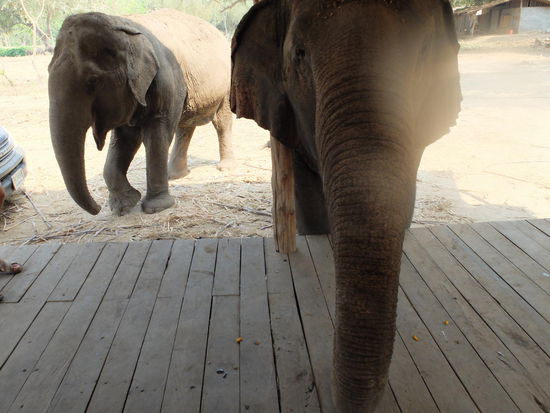 Rechts die "Dicke" - sucht immernoch nach Essen 