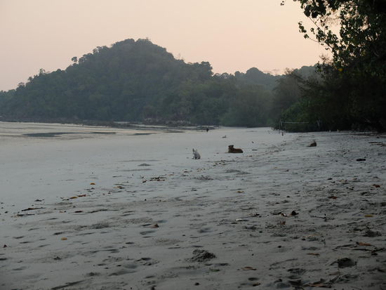 der Tag ist erwacht...die Hunde noch nicht so richtig 