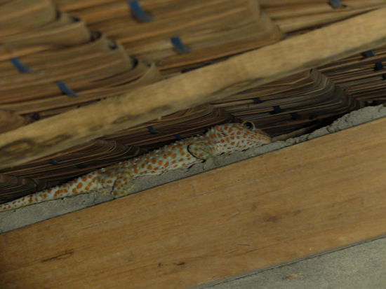 unser Haustier  Geckoscheiße in der Dusche - klein wie von nem Hasen, aber der Geruch!!!! 