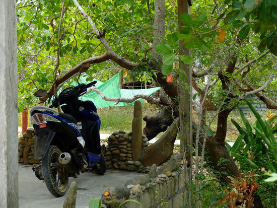 der Roller mußte ja wenigstens mal auf ein Bild - mit Cashewbaum 