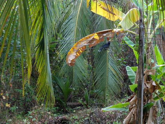 naja der Hornbill hängt da hinten irgendwo 