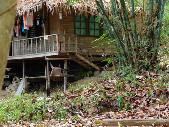 da geht er hoch  hat erstmal schön in alle Fenster reingeschaut und dann ist er auf'n Baum hoch..