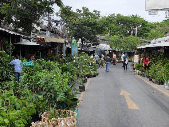 überall Pflanzen auf den Hauptwegen