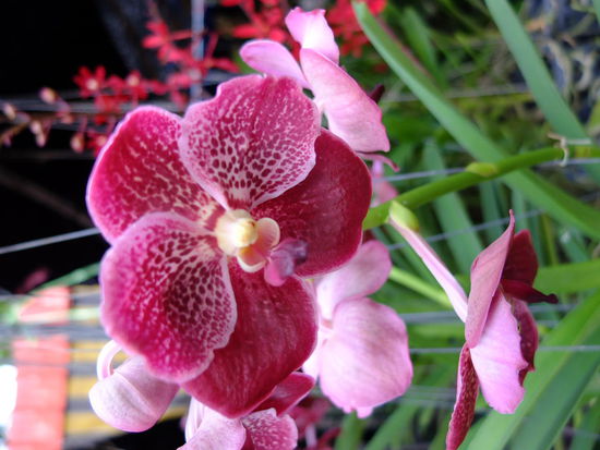 jede Menge Orchideen