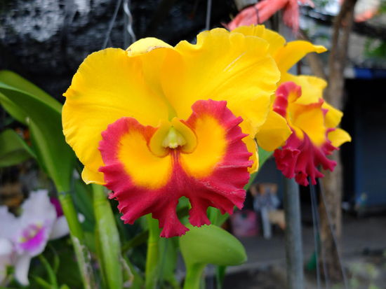 bei uns bezahlt man dafür übelst viel Geld - hier wird nach Gewicht verkauft lt. Harri