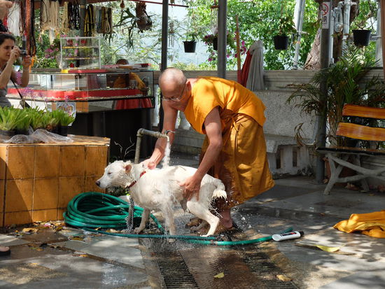 Hunde laufen da ja überall rum - die Wats sind oft auch Tierheime - langsam verliere ich meine Angst vor Hunden - wär hier auch echt hinderlich 