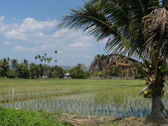 Reisfelder so weit das Auge blickt!