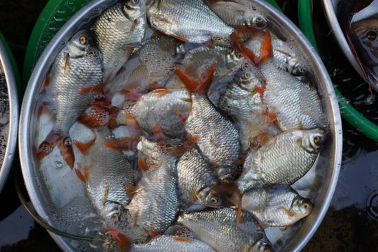 Ein unwahrscheinlicher Fischreichtum bietet sich auf den Maerkten
