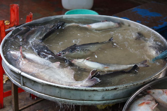 Unglaublich welche Mengen von Fischen aus den Fluessen geholt werden.