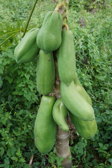 Papayas wachsen überall