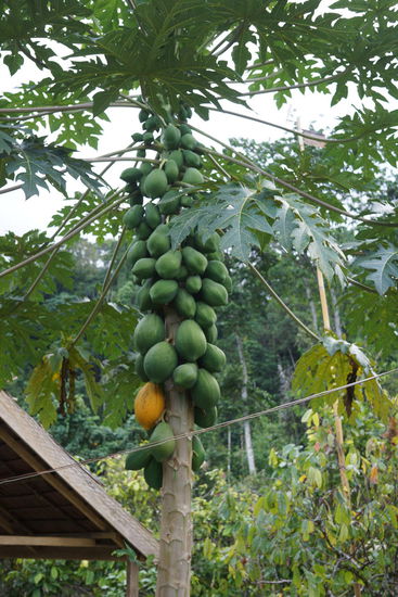 noch mehr Papaya