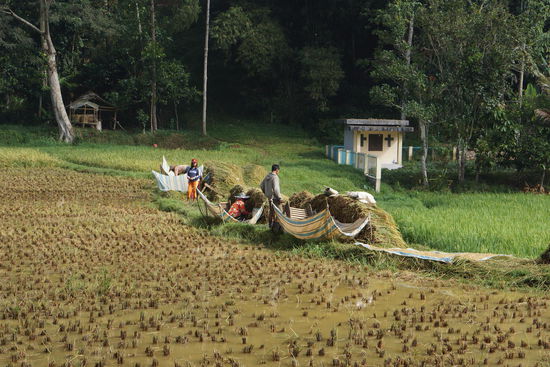 Reisernte in vollem Gange