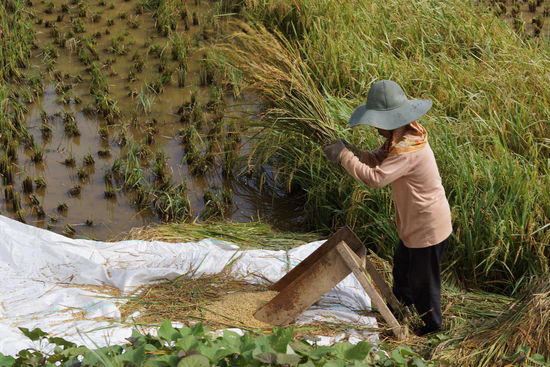 Der reife Reise wird in mühsamer Handarbeit geschlagen, damit sich die Reiskörner lösen