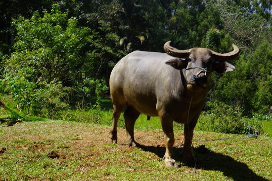 Unser erster Kontakt mit einem Wasserbüffel