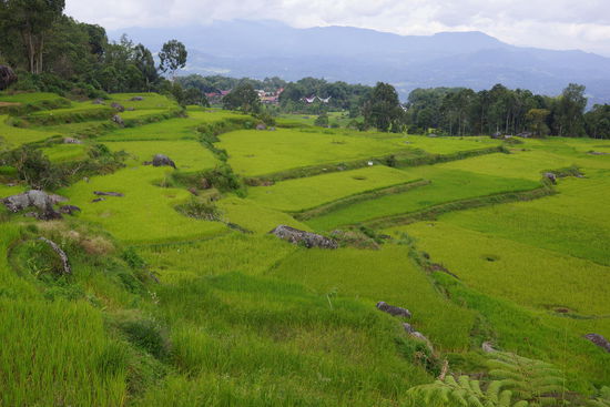 Wunderbares Panorama über Reisterrassen in Nord Toraja