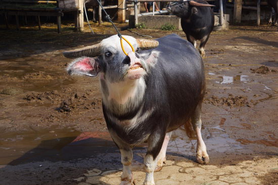 je farbiger die Büffel sind, desto höher der Preis, zwischen 3000 un 5000 Euro