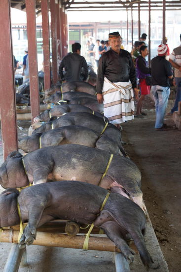 Schweine fertig verpackt