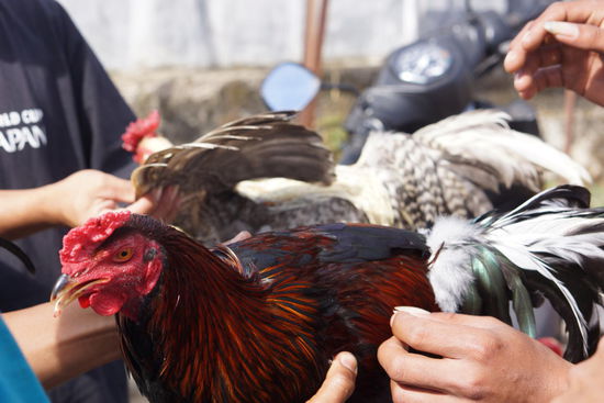 Kampfhähne im Angebot