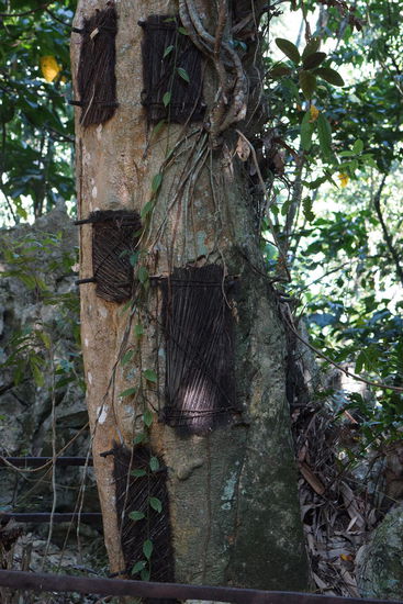 Die Bäumewerden werden ausgehölt und verstorbene Babys hineingelegt.
