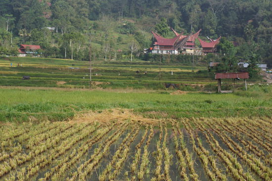 Abgeerntetes Reisfeld