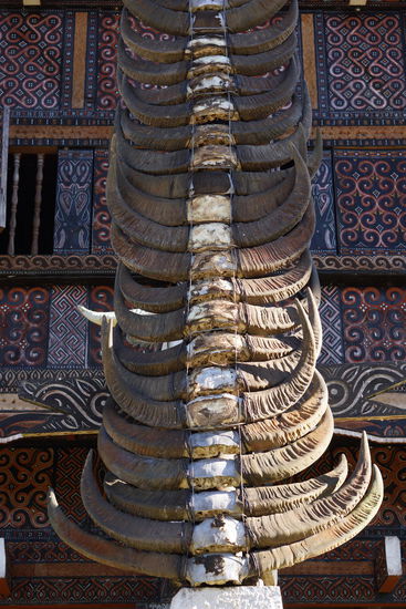 Je mehr Büffelhörner, desto reicher die Familie