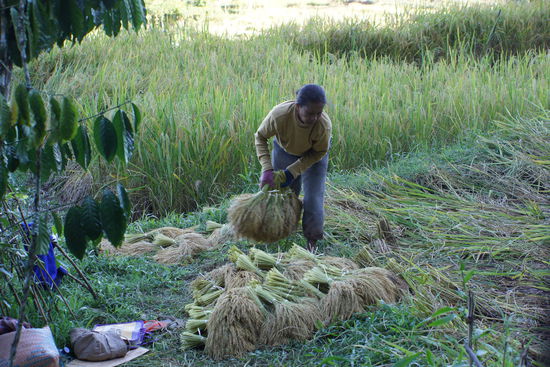 Reis wird gebündelt und dann getrocknet