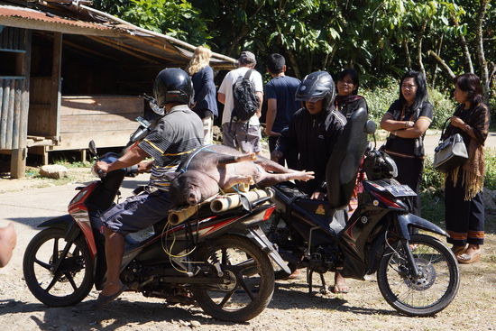 Schweine werden auf dem Roller angeliefert