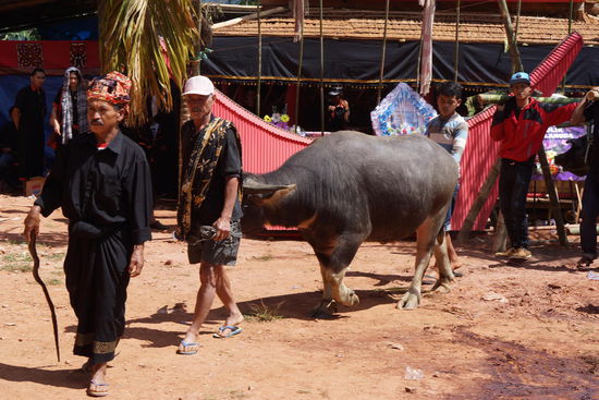 Die Gäste bringen Wasserbüffel...
