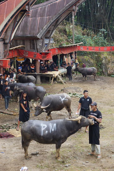 Die wasserbüffel werden vorgeführt