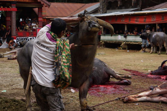 Ein Schnitt in die Kehle und der Büffel blutet aus