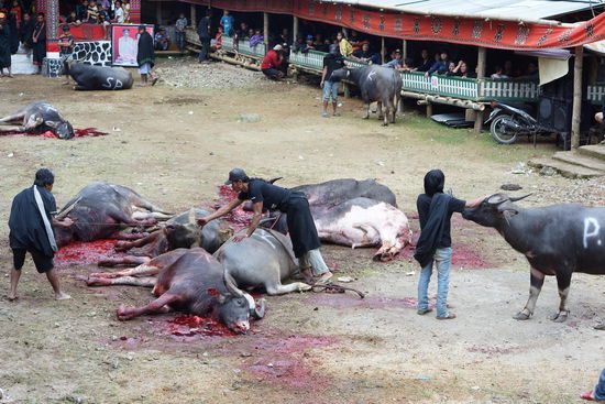 Nacheinander werden 24 Wasserbüffel getötet