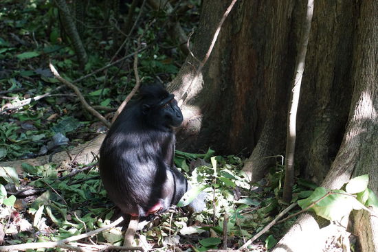 Schwarze Makakken im Dschungel