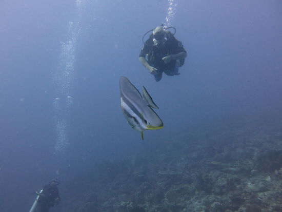 neugieriger Falterfisch