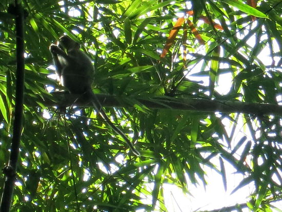 die haben wir hier auch gesehen