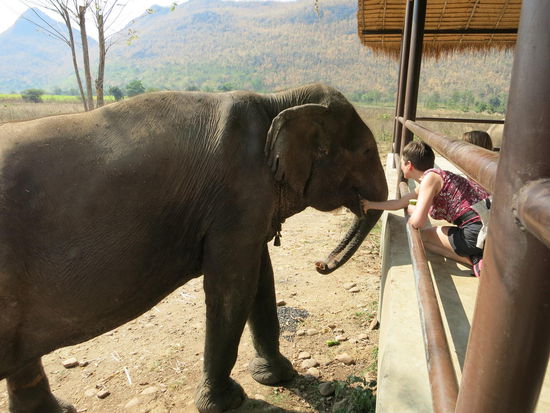 Hmm! Elefantenspucke!