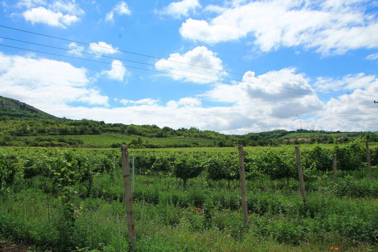 die Weinberge bei herrlichem Sonnenschein