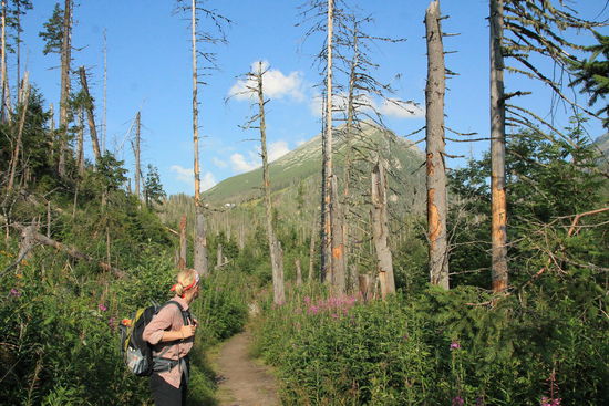 kein so schöner Blick! 2004 gab es hier nahe Tatranska Lomnika, ein schweres Unwetter. Die Folgeschäden sind immernoch zu sehen