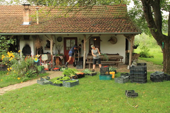 frisch geerntet gehen die Kisten noch heut zu den Familien