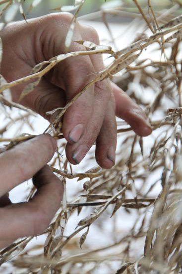 aus dem getrockneten Rucola, sammeln wir den Samen für neue Pflanzen