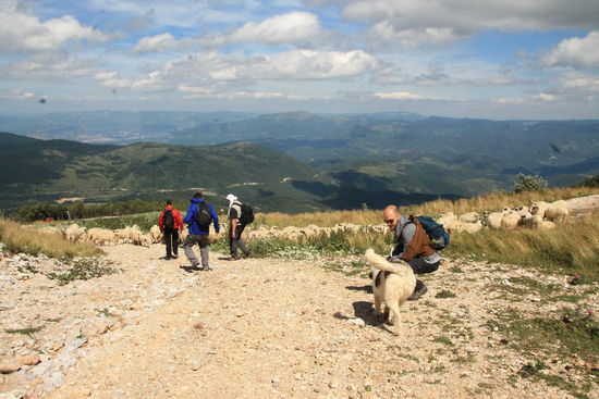 begleitet von zwei Tornjak's, eine Berghundrasse aus Bosnien und Herzegowina