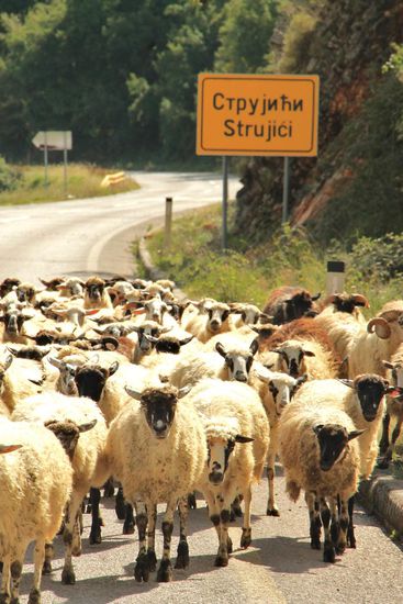 kein seltenes Bild auf den bosnischen Straßen