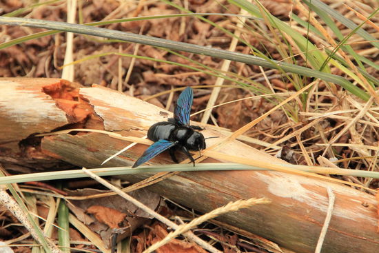 Bären blieben uns verborgen doch so ein schöner Käfer, mit seinen Metalic-blauen Flügeln, kann ja auch entzücken