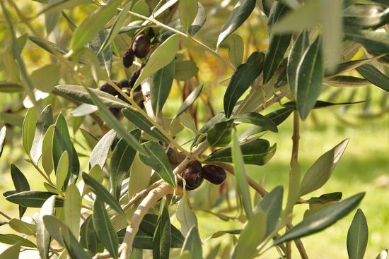Olivenbäume wohin man blickt
