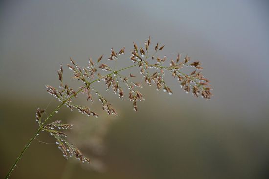 im mystischen Nebel vom Regen geküsst