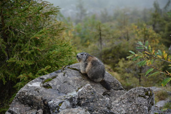 ...bei dem sie die Murmeltierbeobachtung verpassen