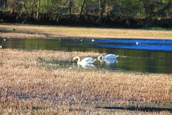 sind das Rentiere???