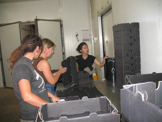 Hier machen wir gerade die Boxen in die der Basilikum spaeter verpackt wird