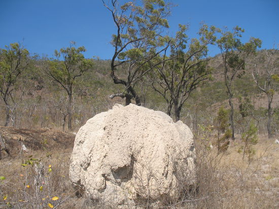 Einer von tausenden Termitenhuegeln