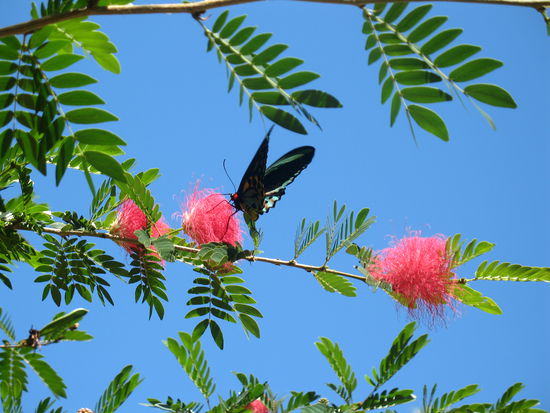 Der "Queensland Birdwing"